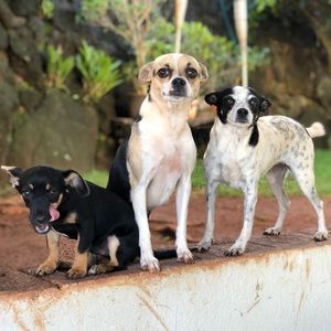 Meet your Posher, Aja